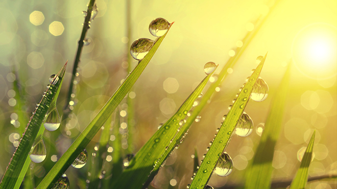 草叶上的水珠
