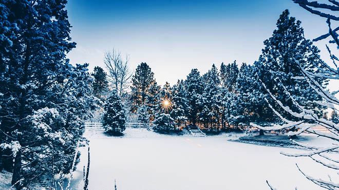 冬天的景色松树雪