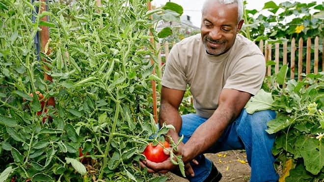 收获本土西红柿